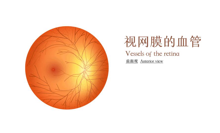 為什么視網(wǎng)膜會脫落